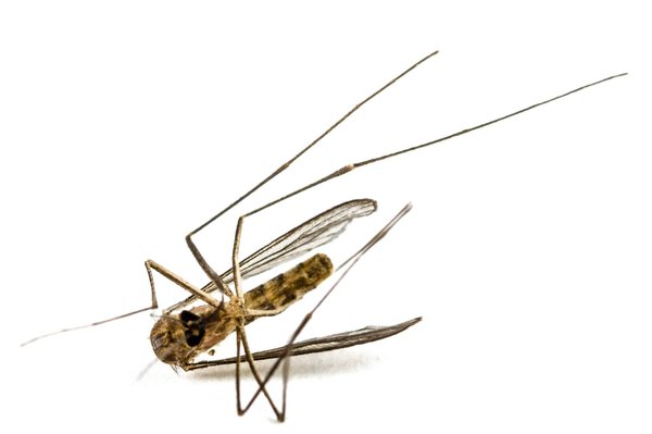 Chassez les moucherons : guide des répulsifs naturels efficaces