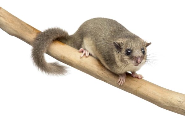 Comment identifier les excréments de loir et les distinguer des autres déjections animales ?