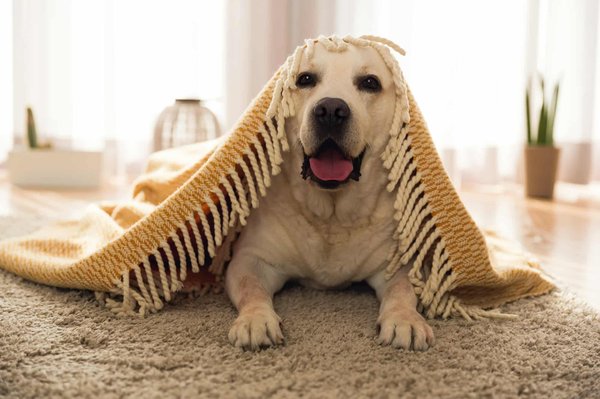 Assurance animale : le guide pour choisir la meilleure